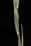 Carolina silkgrass